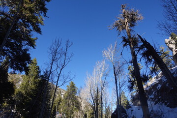 trees at sunset