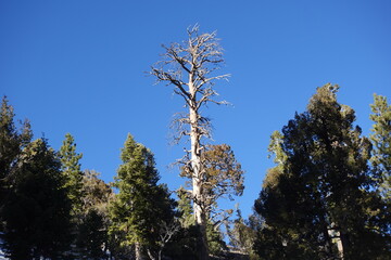 tall pine tree