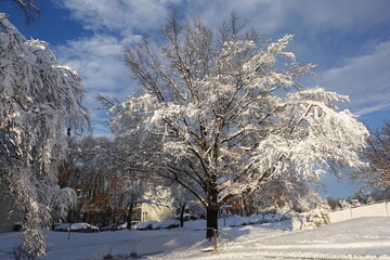 snow covered trees