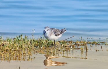Little stint bird at river. The little stint, is a very small wader. Calidris minuta. Erolia minuta.
