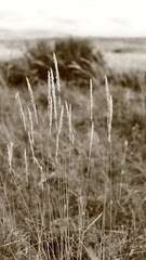 Fototapeta premium Tall grass