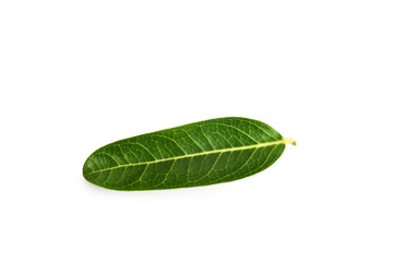 Obraz premium green leaf isolated on white