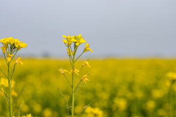 Blossomed yellow mustard flower in the agricultural field close up shot with selective view