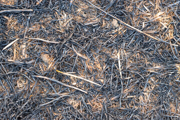 Burnt straw close up top view on agricultural land