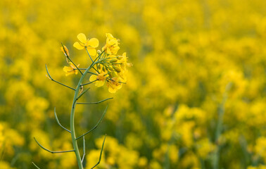 Close up view of blossomed yellow mustard flower in the agricultural land