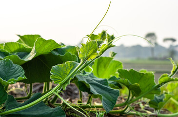 Organic fresh creeper of bottle gourd vegetable growing on a straw pile inside of an agricultural...