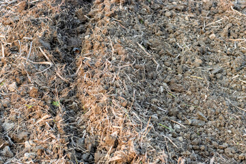 Preparing loose soil for planting vegetable close up shot