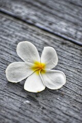 Fototapeta na wymiar frangipani flower on wooden background