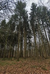 forest in autumn