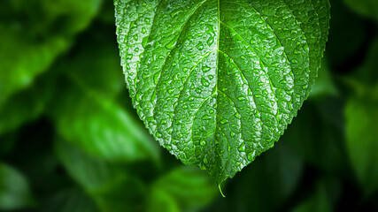 Rain drops on green leaf. Big water drop Water on green leaf.