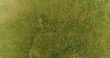 New Zealand Drone Image of Nature Landscape with Sheep on Grass Farmland. Sustainable farming concept with Idyllic hills of countryside of south island of New Zealand. Aerial top down flat lay view