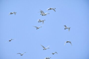 Flying swans, 2021/12/26