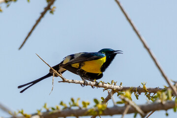 Golden breasted starling