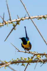 Golden breasted starling