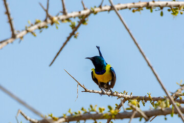 Golden breasted starling