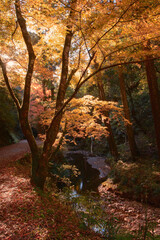 静かな渓流の紅葉