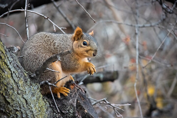 Squirrel sitting on branch