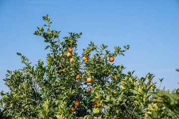 Fototapeta na wymiar Orange orchards under clear sky and white clouds