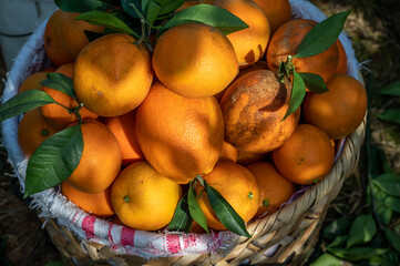 The oranges in the orchard are put in the basket