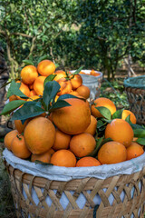 The oranges in the orchard are put in the basket