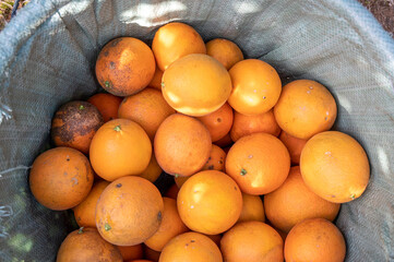 The oranges in the orchard are put in the basket