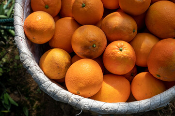 The oranges in the orchard are put in the basket