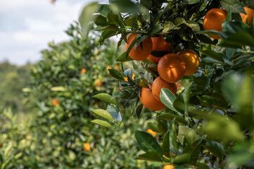 The orange trees in the orchard had a good harvest, and the green branches and leaves were covered with golden oranges