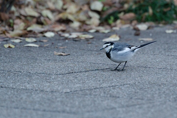 ハクセキレイがエサをついばむ　東京、赤坂にある東京ミッドタウン