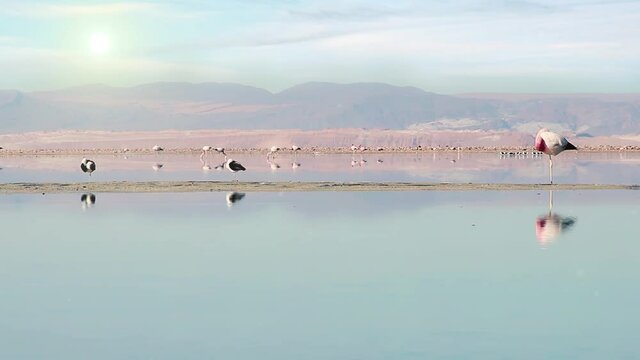 Flamingos and Different Birds in a Lagoon in the Desert of Atacama, Chile, South America. 4K Resolution.