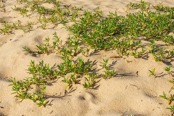 Planta Rasteira e Areia