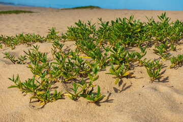 Planta Rasteira e Areia