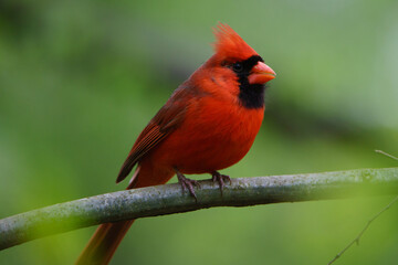 cardinal on a branch