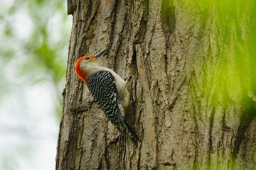 woodpecker on tree