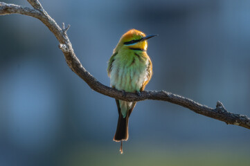 Rainbow Bee-eater perched on a branch with a clean background (Merops ornatus)
