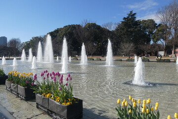 Fountain and tulip