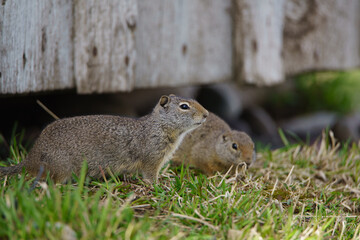 squirrel on the grass
