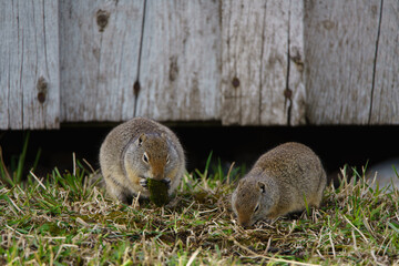 squirrel in the grass