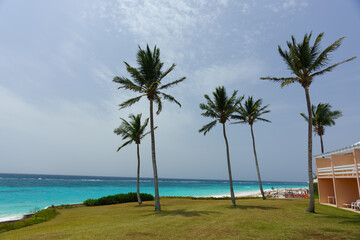palm trees on the beach bermuda