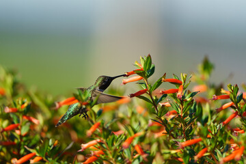 hummingbird in flight