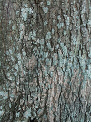 Obraz premium 古木のスダジイの幹