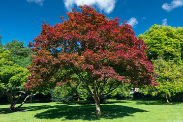 A big and beautiful elm tree in red color between another maple and oak green trees in a beautiful summer day. Nature photography. - obrazy, fototapety, plakaty