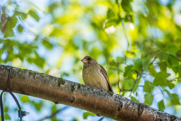 Green and yellow songbird, The European greenfinch sitting on a branch in spring.