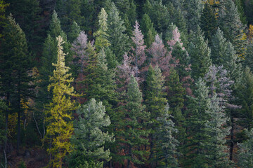 pine forest in winter morning