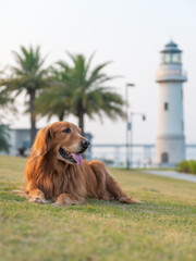 Obraz premium The golden retriever lay on the grass