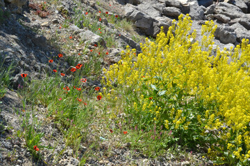 Yellow flowers on a rock in the mountains against the background of the sky. Crimea, Sudak.