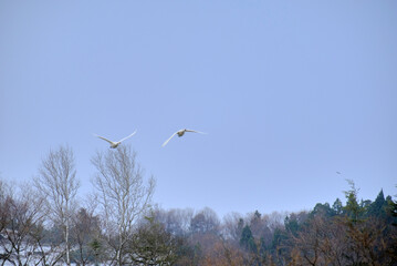 Flock of flying swans, 2021/12/26