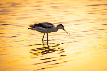 Water bird pied avocet, Recurvirostra avosetta, standing in the water in orange sunset light. The pied avocet is a large black and white wader with long, upturned beak