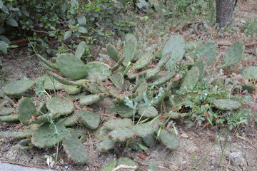 Prickly Pear Cactus (Opuntia)