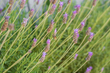 Bee standing on some lavender flowers that are in a planter