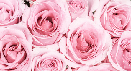 Beautiful pale white pink roses. Perfect background for greeting card